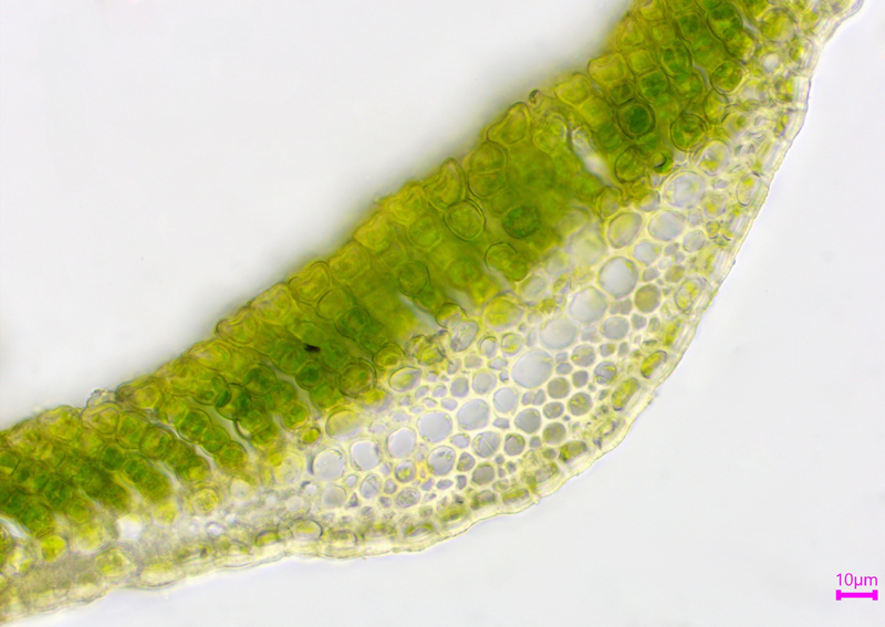 Polytrichum pallidisetum